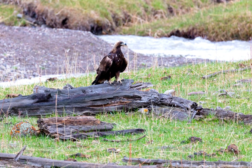 A golden eagle peched on a log along the Gardner River