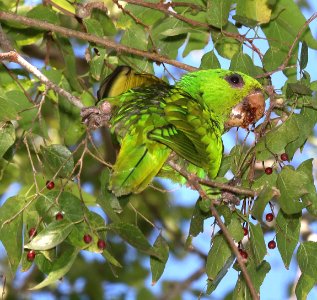 561 - GREEN PARAKEET (10-28-2020) americana r v park, mission, hidalgo co, tx -26