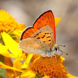 COPPER, FERRIS'S RUDDY (Lycaena rubidus ferrisi) (6-21-2020) 8800 ft, mile 231.9 of Rte 191, just north of Hannigan meadow, greenlee co, az -05