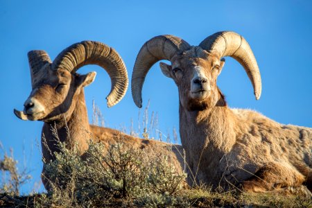 Bighorn rams, Lamar Canyon photo