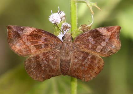 SKIPPER, SICKLE-WINGED(Eantis tamenund) (11-6-13) fem, the butterfly center, mission, tx -01