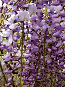 Blooming wisteria