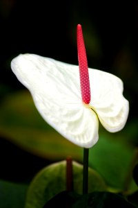 White Anthurium photo