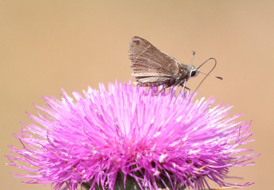 SKIPPER, WHITE-BARRED (Atrytoopsispittacus) (5-11-2020) upper peppersauce cyn, catalina mts, pinal co, az -0