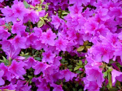 Flowering rhododendron photo