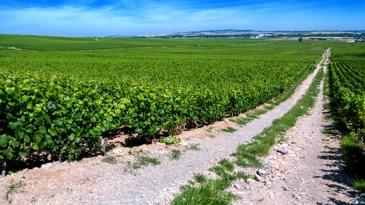 Moët & Chandon vineyards in Verzenay, Champagne, France photo