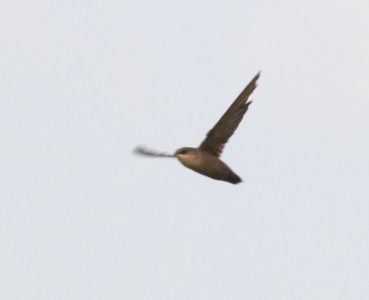485 - VAUX'S SWIFT (9-13-2020) san rafael grasslands, santa cruz co, az -04