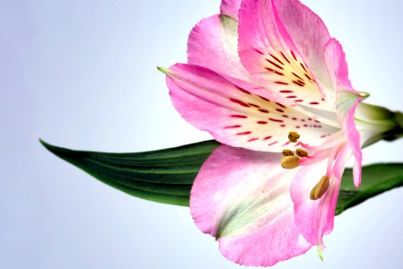 Peruvian Lily (Alstroemeria)