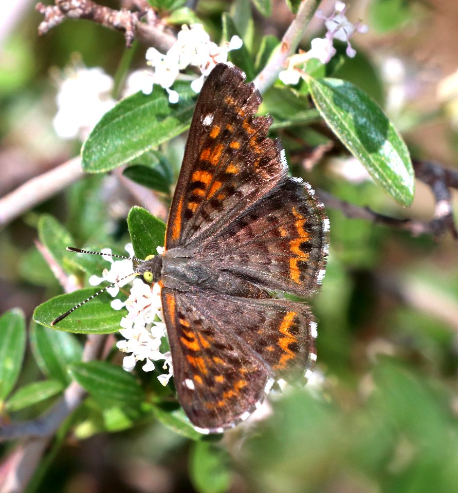 METALMARK, NAIS (Apodemia nais) (6-20-2020) rte 117 about 6..6 miles south of Rte 60, apache co, az -06