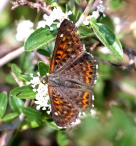 METALMARK, NAIS (Apodemia nais) (6-20-2020) rte 117 about 6..6 miles south of Rte 60, apache co, az -06