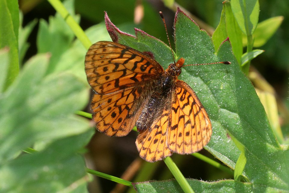 FRITILLARY, PURPLISH (Boloria montinus) (7-18-2020) 7800 ft, teton co, wy -01