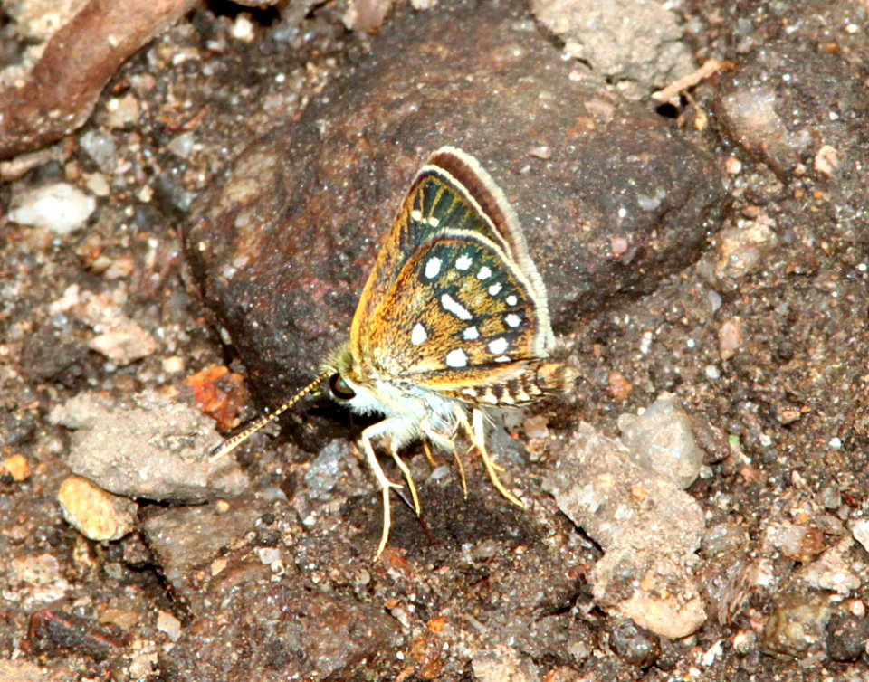 SKIPPERLING, MANY-SPOTTED (piruna aea) (7-27-09) ramsey cyn, az -01