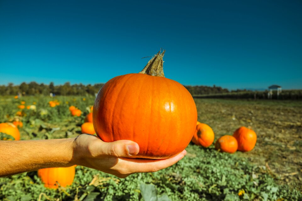 Autumn season fall