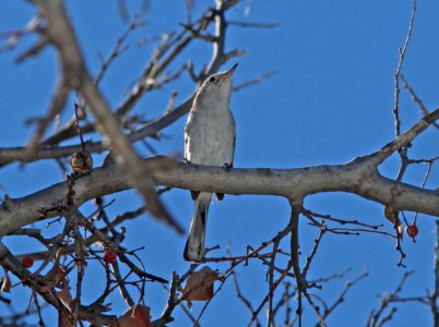 GNATCATCHER, BLUE-GRAY (3-2-11) below pat lake dam, scc, az -01