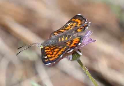 METALMARK, NAIS (Apodemia nais) (6-20-2020) rte 117 about 6..6 miles south of Rte 60, apache co, az -04