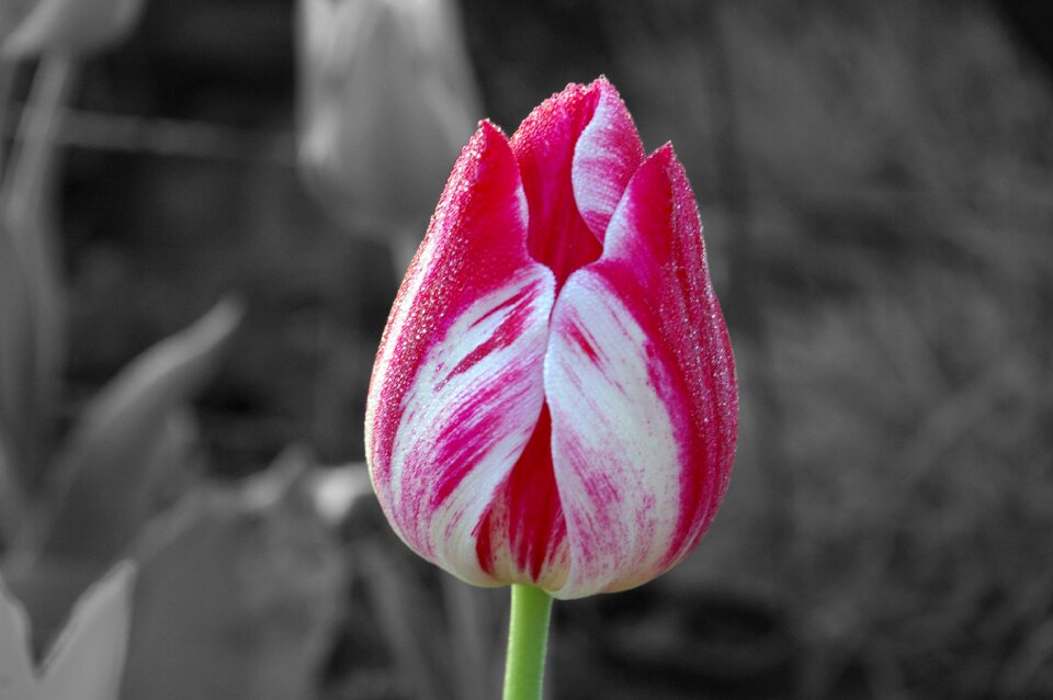Spring red tulip color
