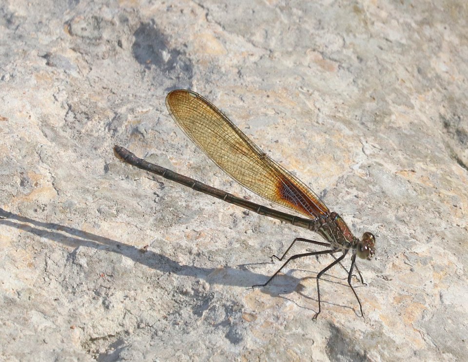 RUBYSPOT, AMERICAN (Hetaerina americana) (10-22-2020) san marcos river, caldwell co, tx-12 female
