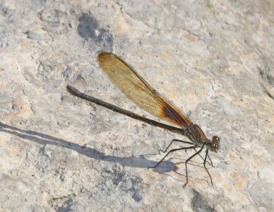RUBYSPOT, AMERICAN (Hetaerina americana) (10-22-2020) san marcos river, caldwell co, tx-12 female