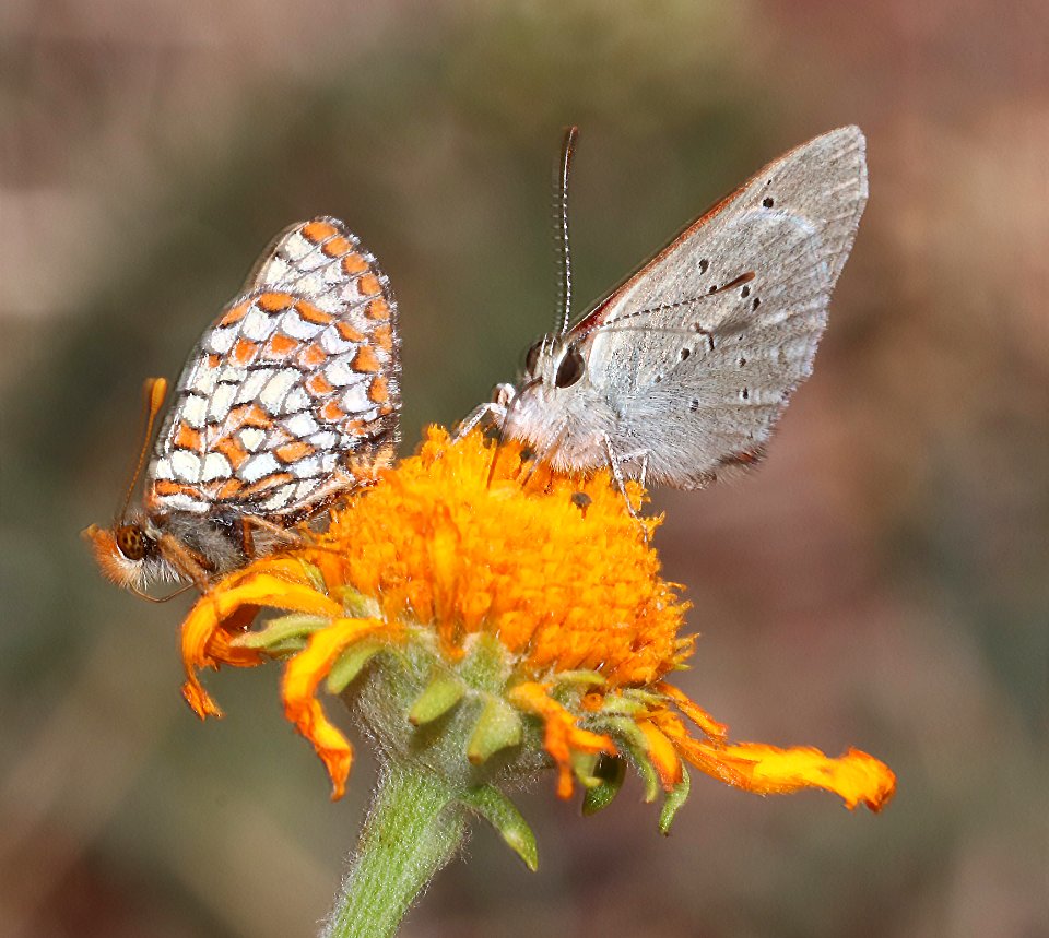 CHECKERSPOT, VARIABLE (Euphydryas chalcedona) (7-13-2020) 9172 ft, apache railroad multi-use trailhead, 16 miles west of eagar, apache co, az -02