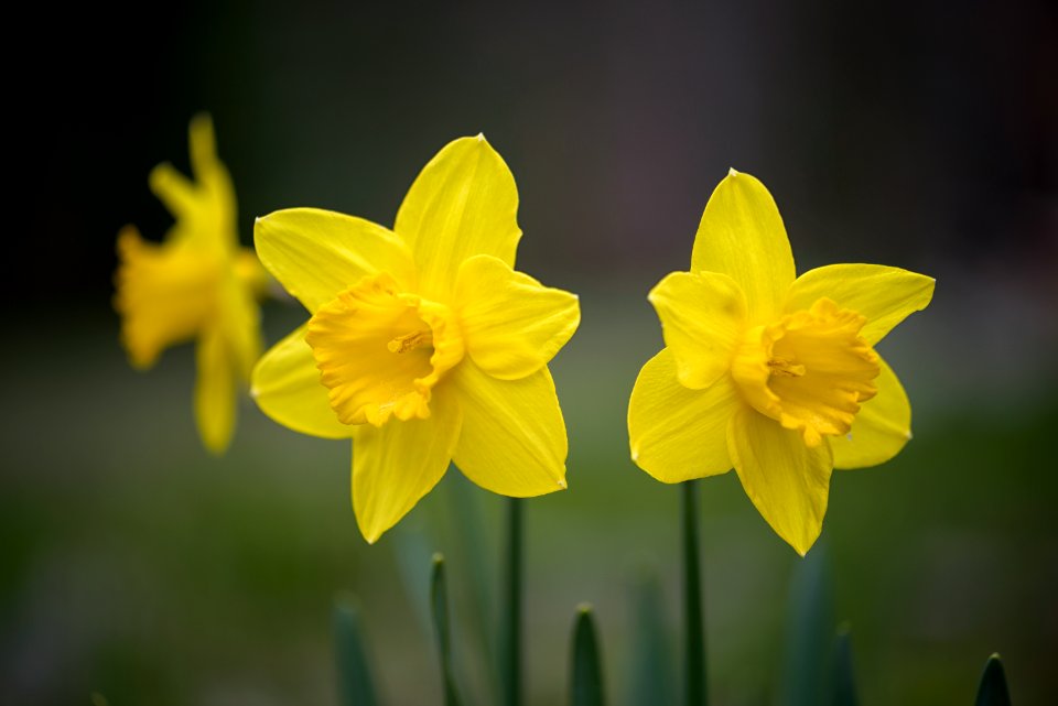 Daffodils