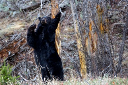 Black bear near Phantom Lake