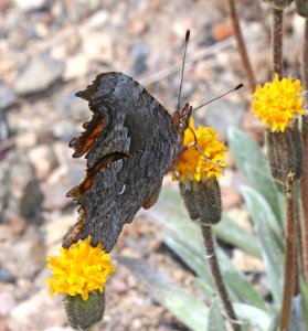 COMMA, HOARY (Polygonia gracilis) (7-26-2020) 8000 ft, crater lake drive, klamath co, or -04