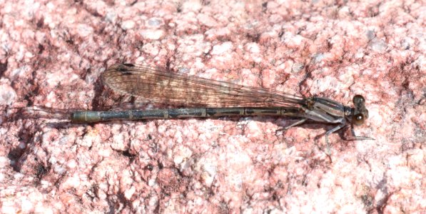 DANCER, SPRINGWATER (Argia plana) (9-22-2020) bear canyon, west side huachuca mts, cochise co, az -10 female