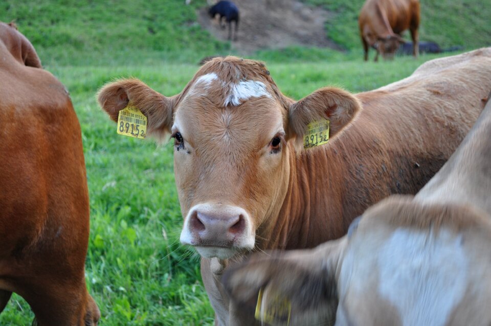 Nature cattle animal