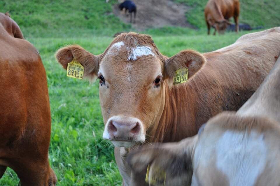 Nature cattle animal photo