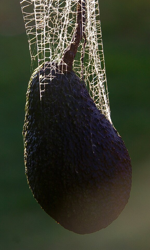 Tangle trap cobweb photo