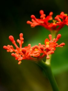 Jatropha podagrica