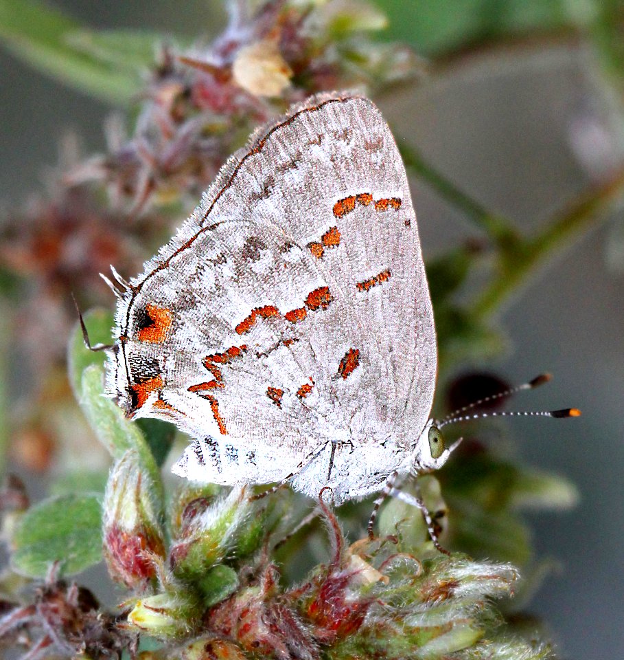 MINISTREAK, CLYTIE (Ministrymon clytie) (11-18-13) roma, tx -01