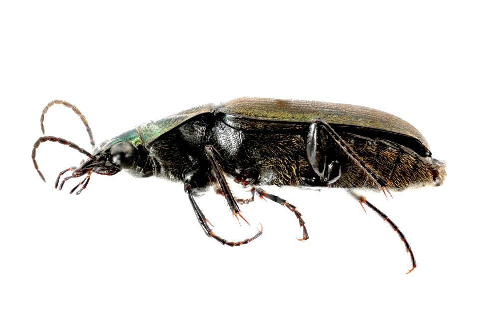 Chlaenis harpalinus (side view)