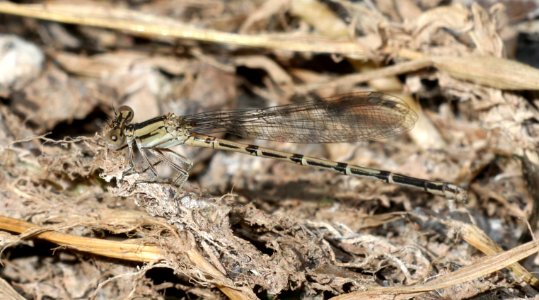 DANCER, AZTEC (Argia nahuana) (10-4-2020) sonoita creek near patagonia lake, santa cruz co, az -10 female