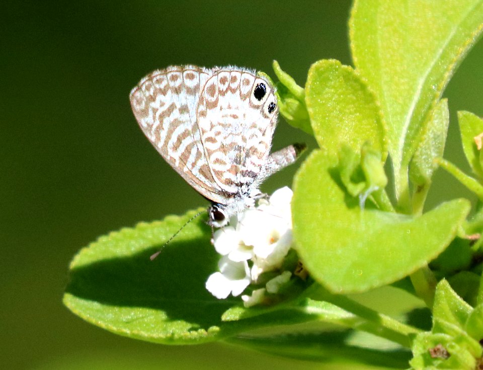 BLUE, CASSIUS (Leptotes cassius) (1-3-2020) key west, florida -01 (1)