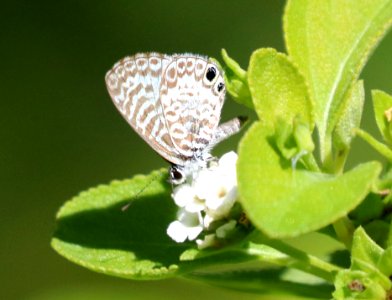 BLUE, CASSIUS (Leptotes cassius) (1-3-2020) key west, florida -01 (1)