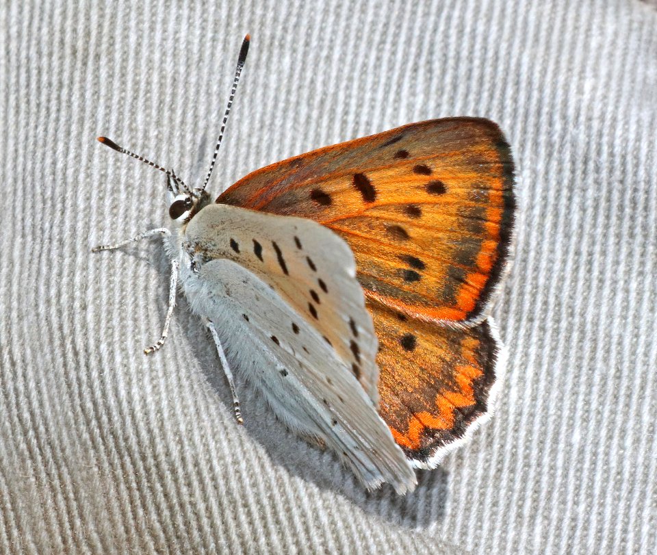COPPER,FERRIS RUDDY (Lycaena rubidus ferrisi) (7-13-2020) 9250 ft, green's peak, apache co, az -04