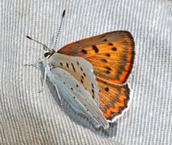 COPPER,FERRIS RUDDY (Lycaena rubidus ferrisi) (7-13-2020) 9250 ft, green's peak, apache co, az -04