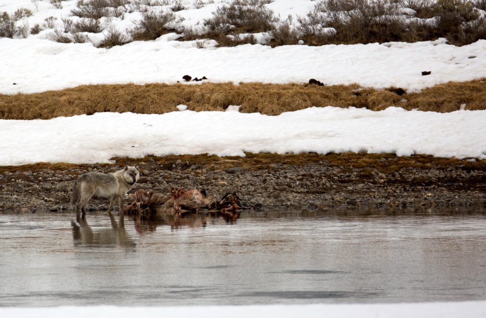 Wolf on a bison carcass, Hayden Valley