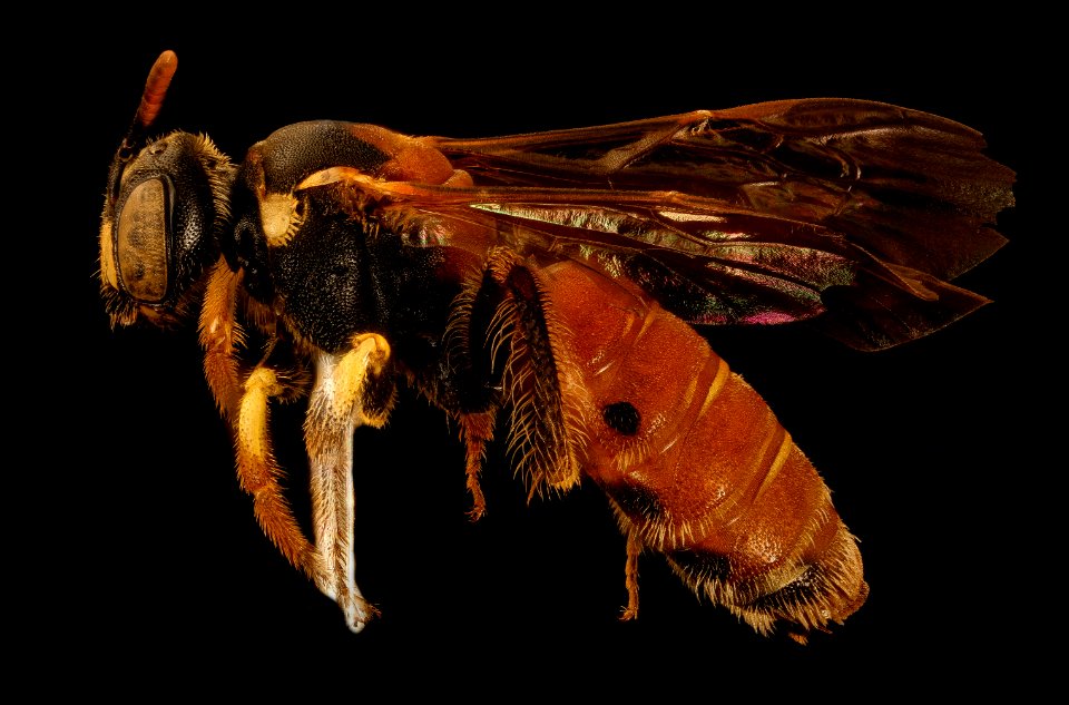 Protandrena abdominalis, f, left side, Colorado co., TX 2018-03-06-22.04