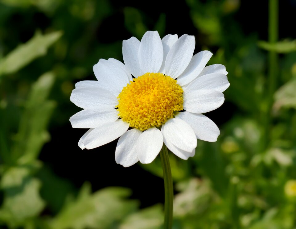 Bloom blossoming plant