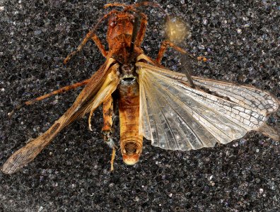 Trachyrhachys kiowa top