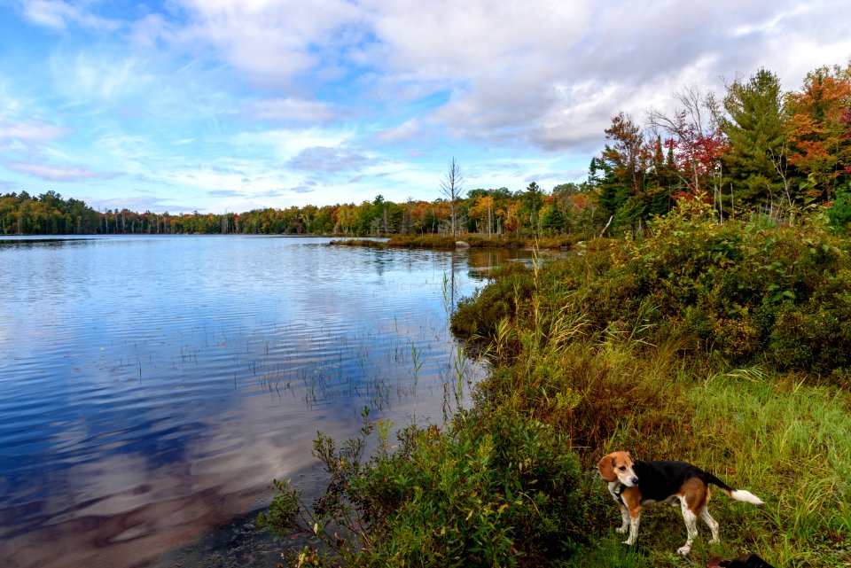 Beagle Bailey on the shore of Penuel Lake