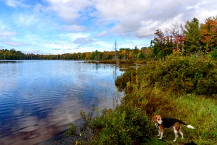 Beagle Bailey on the shore of Penuel Lake photo