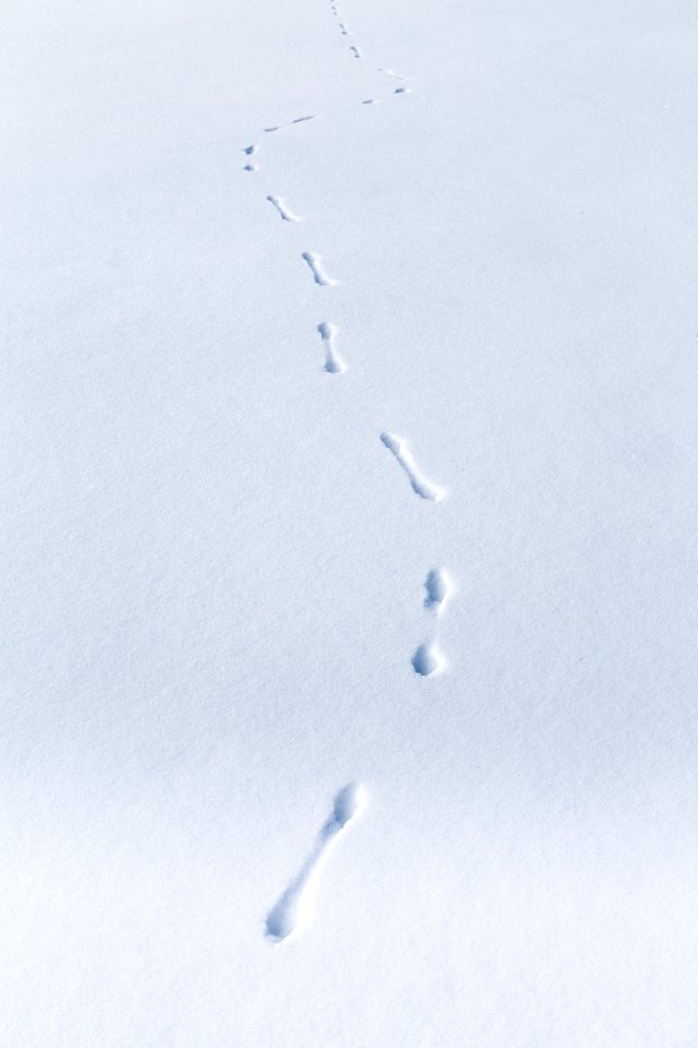 Weasel tracks on Slough Creek photo