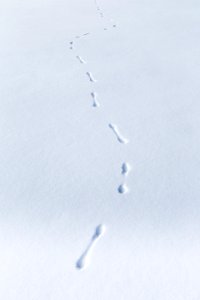 Weasel tracks on Slough Creek photo