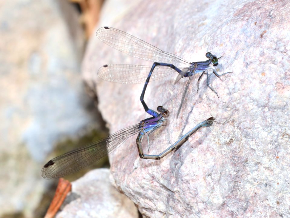 DANCER, LAVENDER (Argia hinei) (10-1-2020) copper canyon, huachuca mts, cochise co, az -01 in dandem ovipositing