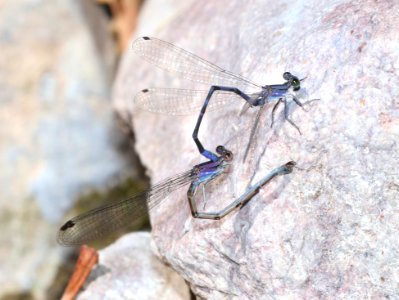 DANCER, LAVENDER (Argia hinei) (10-1-2020) copper canyon, huachuca mts, cochise co, az -01 in dandem ovipositing