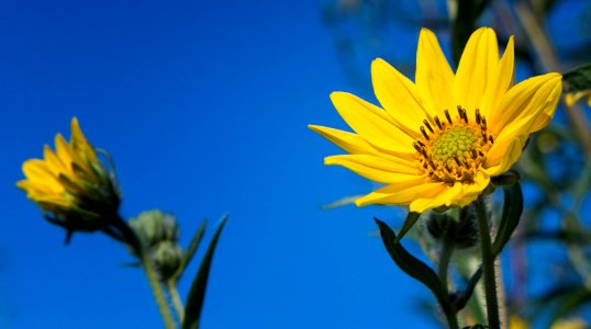 Helianthus giganteus photo