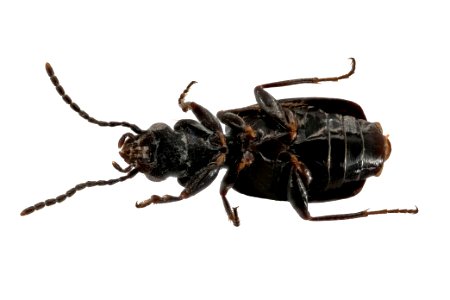 Microlestes linearis (bottom view)